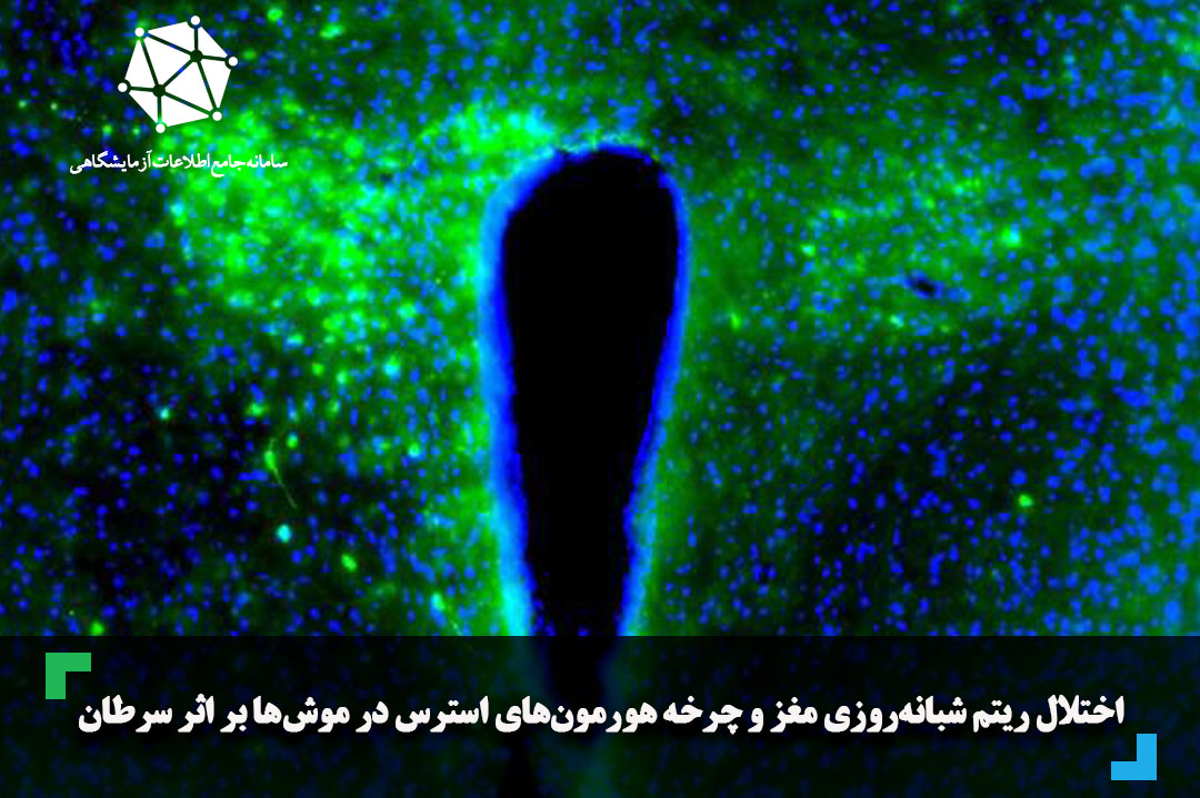 اختلال ریتم شبانه‌ روزی مغز و چرخه هورمون‌ های استرس در موش‌ ها بر اثر سرطان