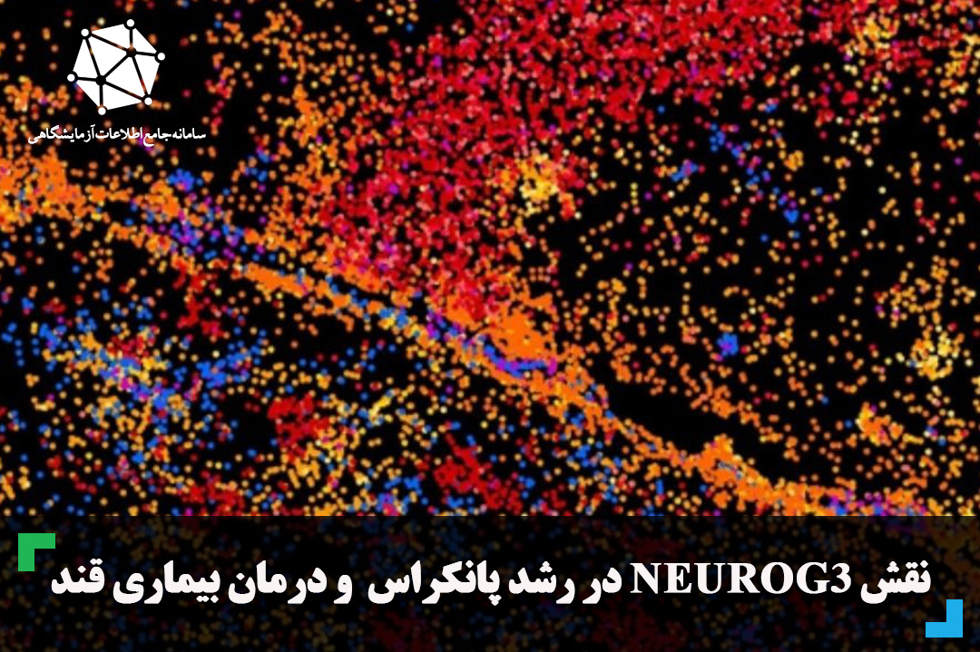 نقش NEUROG3 در رشد پانکراس  و درمان بیماری قند