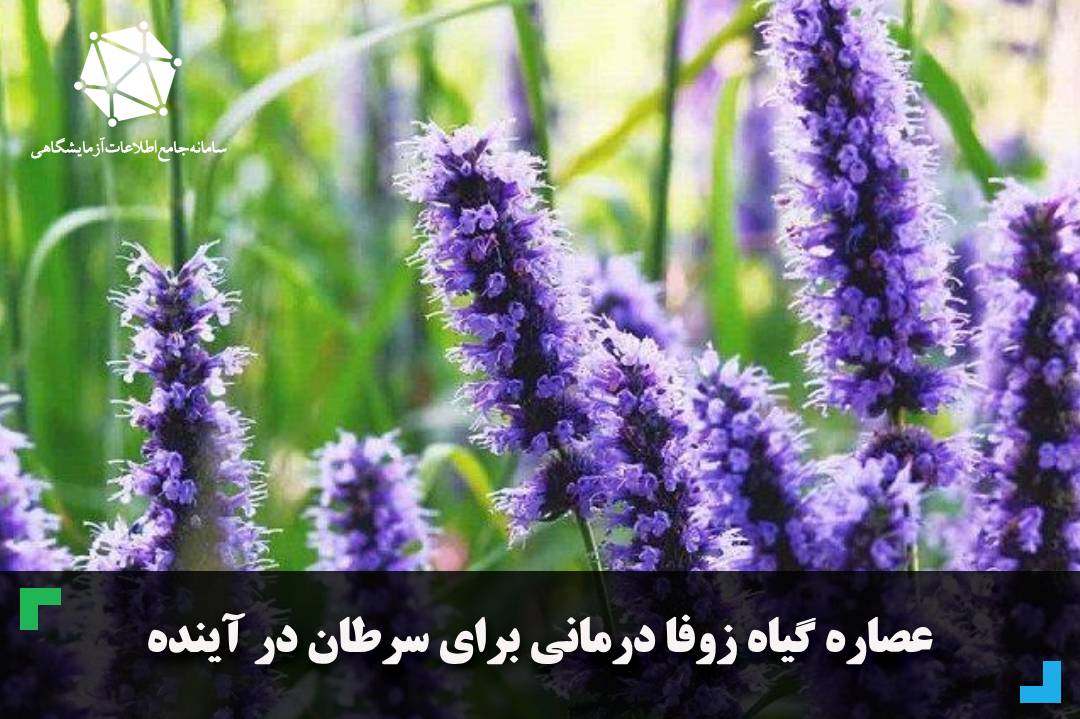 عصاره گیاه زوفا درمانی برای سرطان در آینده