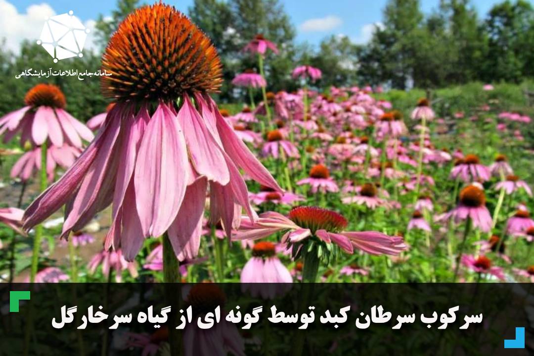 سرکوب سرطان کبد توسط گونه ای از گیاه سرخارگل