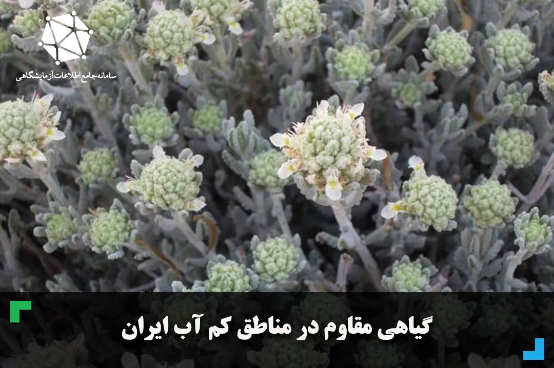 گیاهی مقاوم در مناطق کم آب ایران