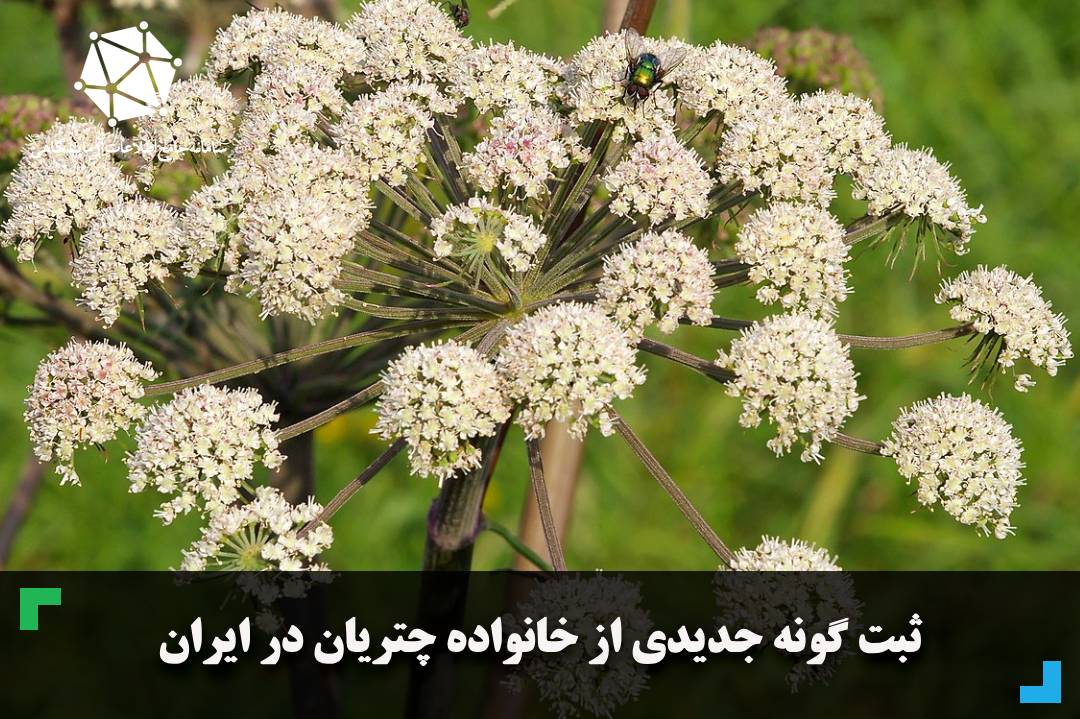 ثبت گونه جدیدی از خانواده چتریان در ایران