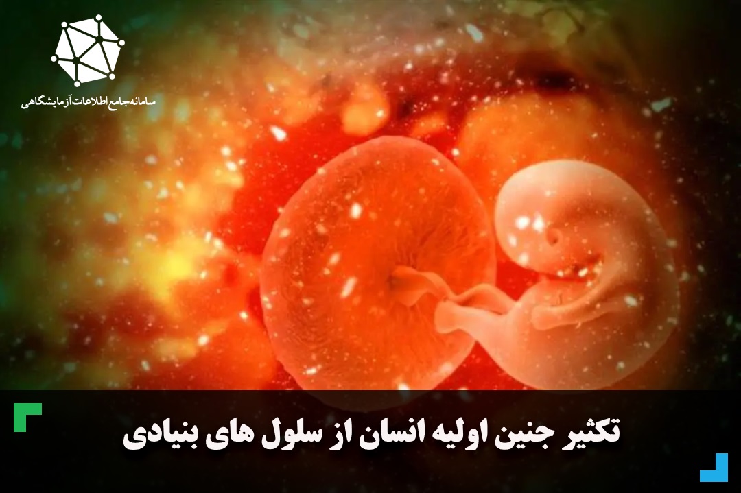 تکثیر جنین اولیه انسان از سلول های بنیادی