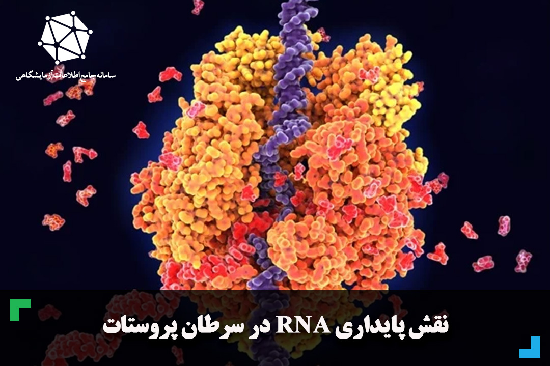 نقش پایداری RNA در سرطان پروستات