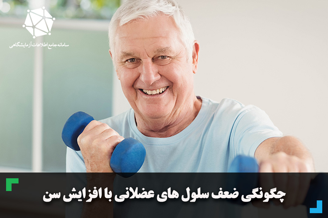 چگونگی ضعف سلول های عضلانی با افزایش سن
