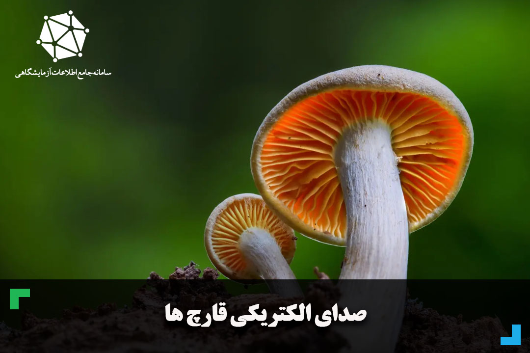 صدای الکتریکی قارچ ها