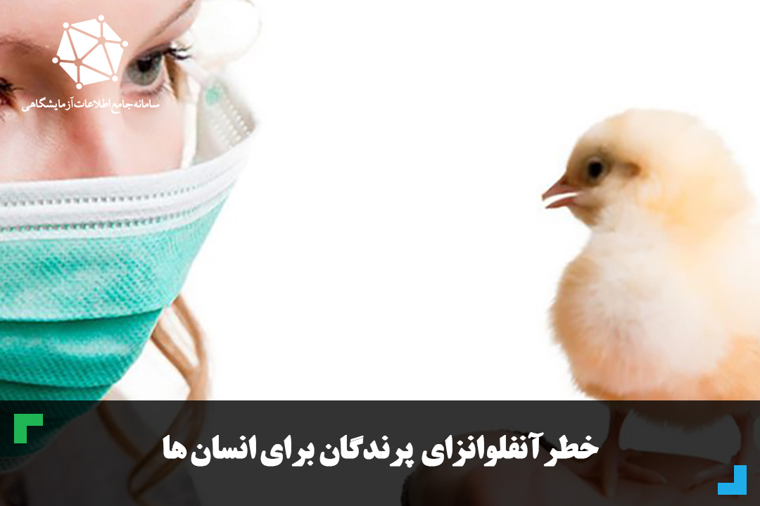 خطر آنفلوانزای پرندگان برای انسان ها