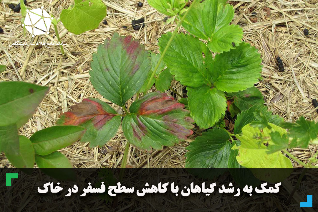 کمک به رشد گیاهان با کاهش سطح فسفر در خاک