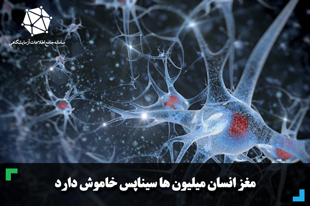 مغز انسان میلیون‌ ها سیناپس خاموش دارد