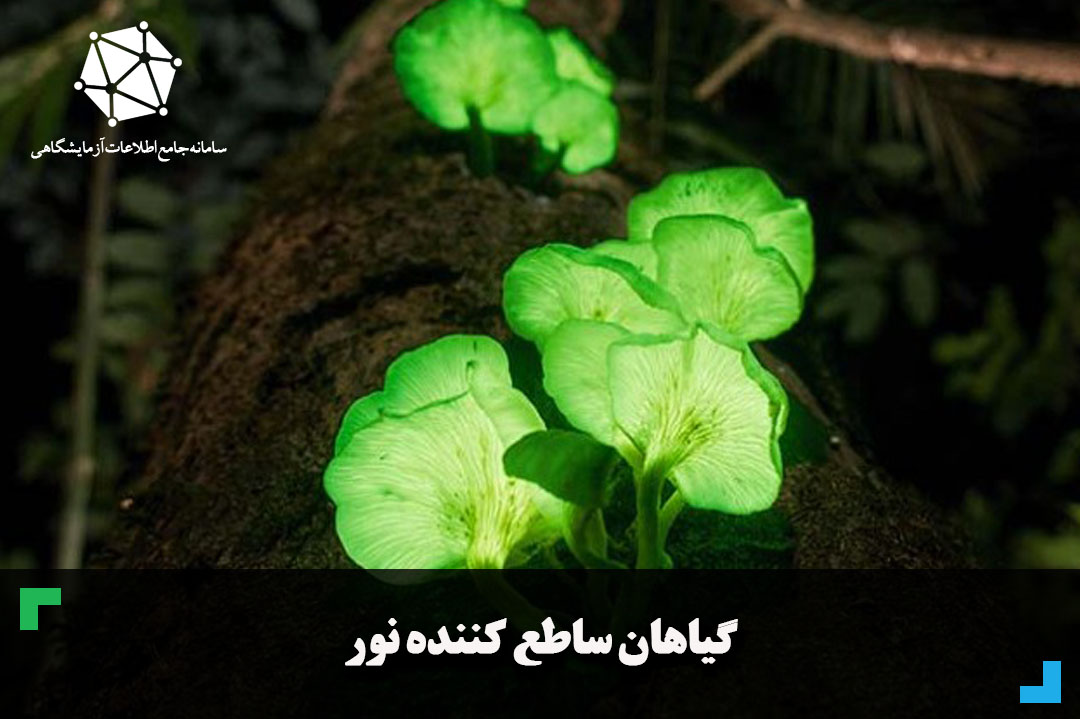 گیاهان ساطع کننده نور