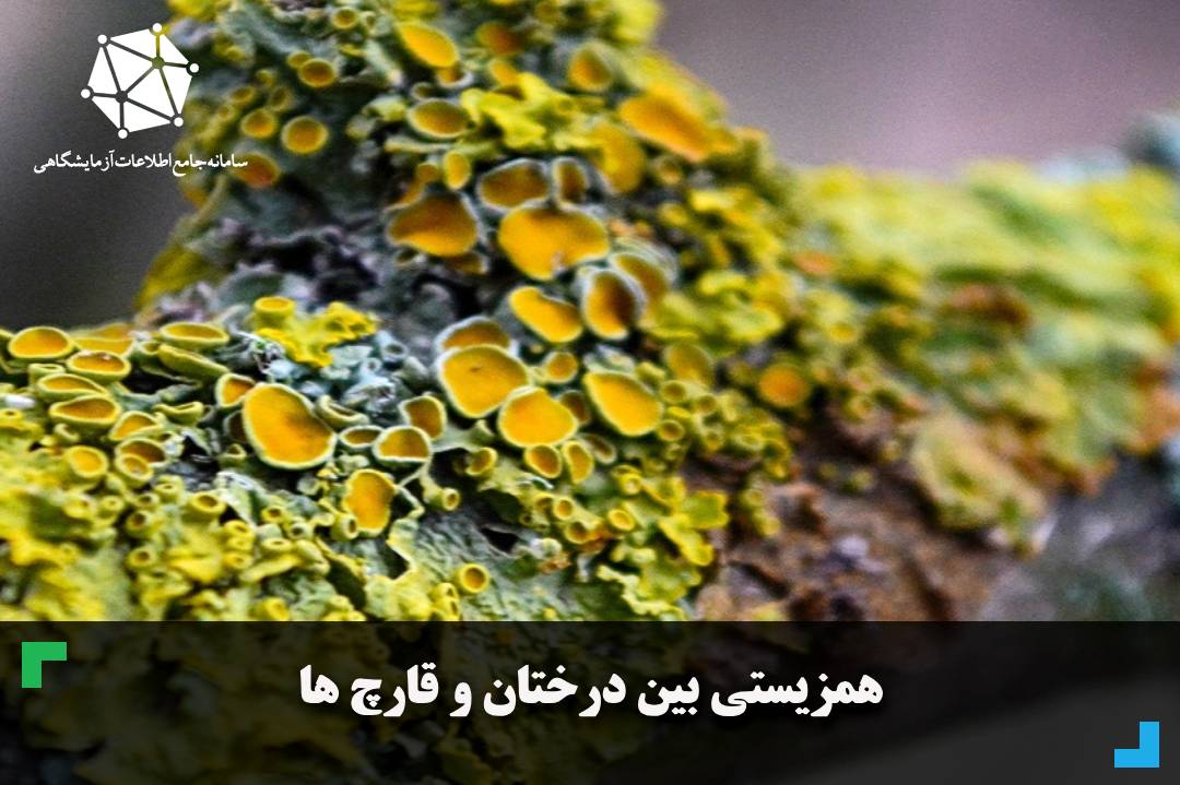 همزیستی بین درختان و قارچ ها