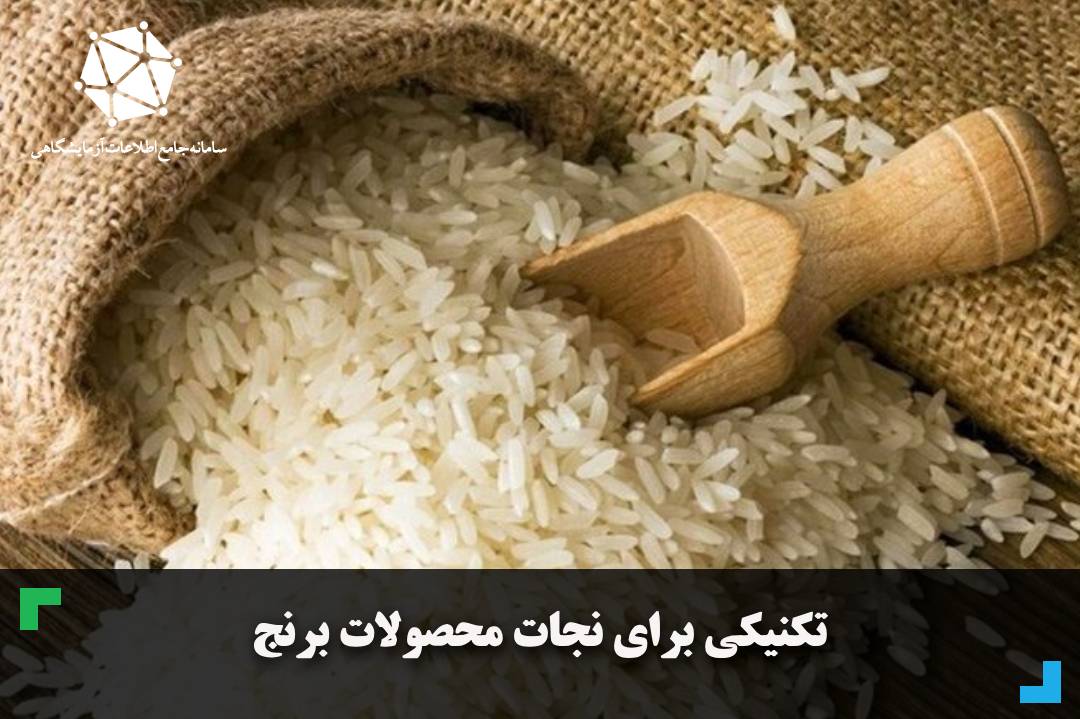 تکنیکی برای نجات محصولات برنج