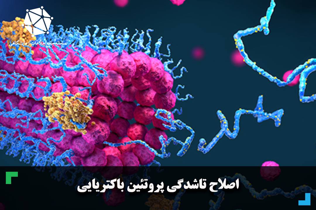 اصلاح تاشدگی پروتئین باکتریایی