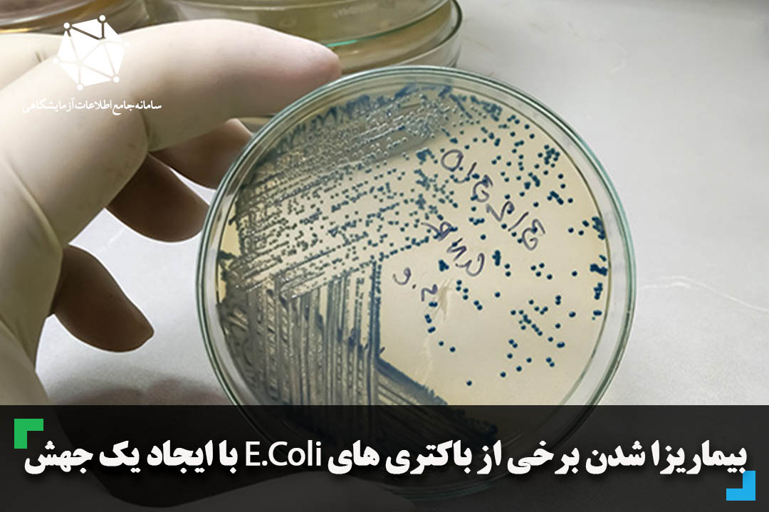 بیماریزا شدن برخی از باکتری های E.coli با ایجاد یک جهش