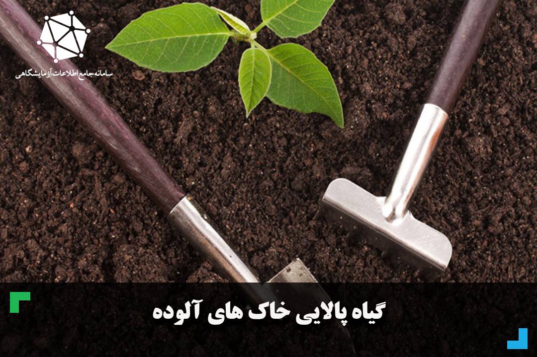 گیاه پالایی خاک های آلوده