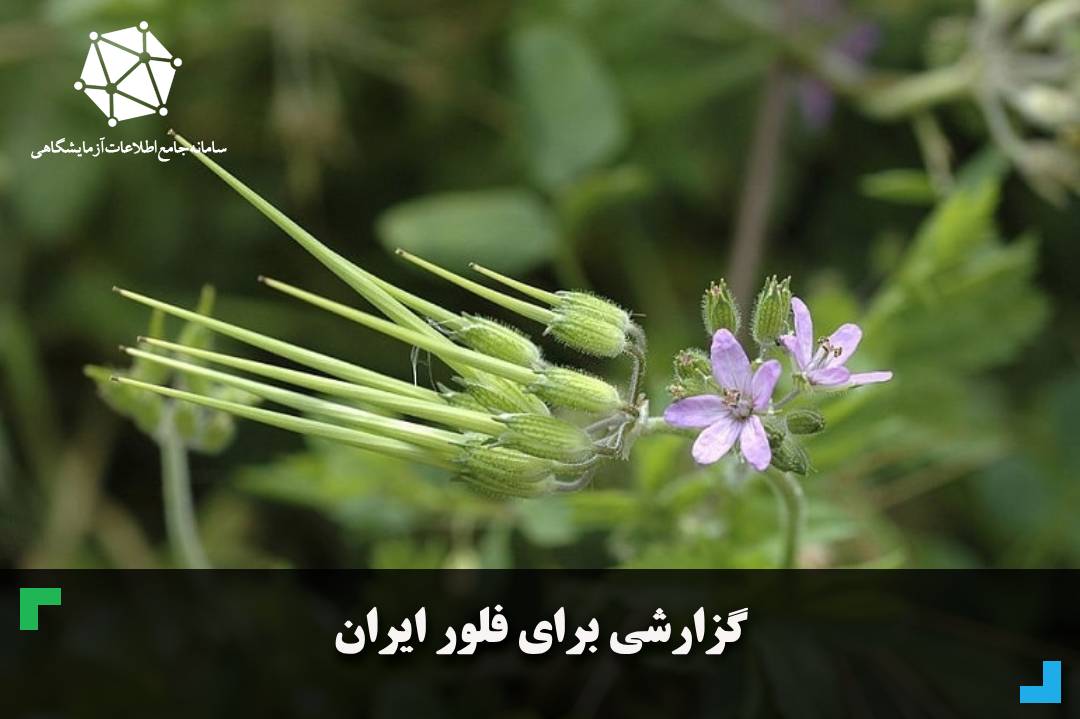 گزارشی برای فلور ایران