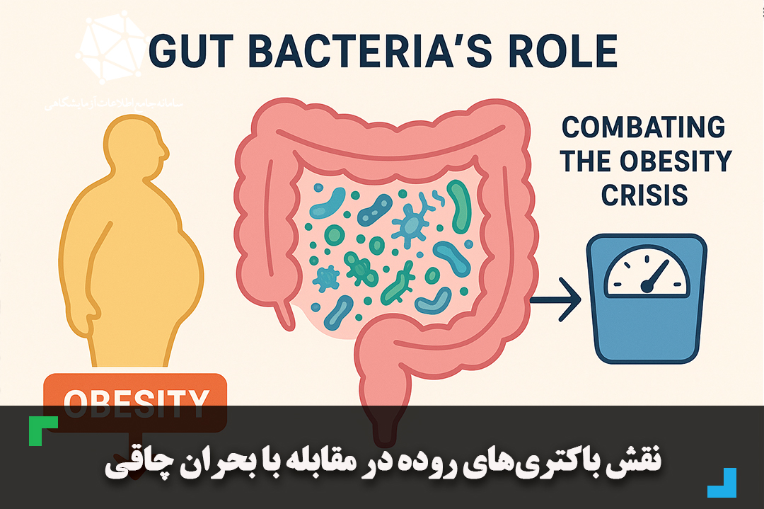 نقش باکتری‌های روده در مقابله با بحران چاقی