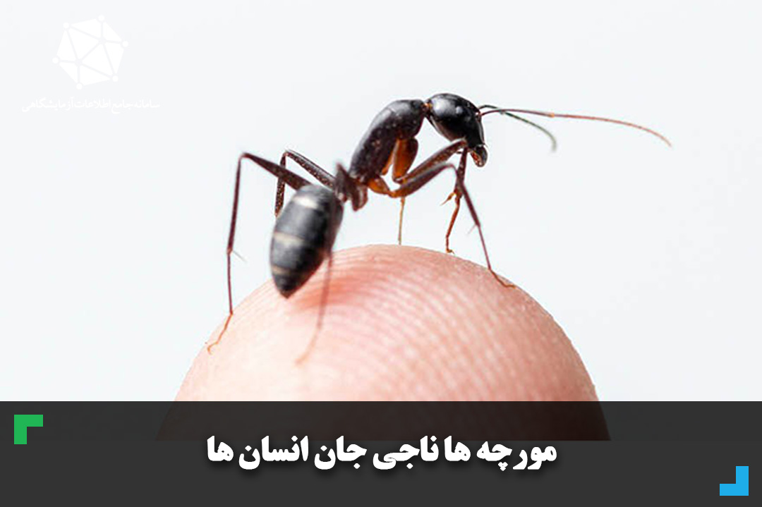 مورچه ‌ها ناجی جان انسان ‌ها