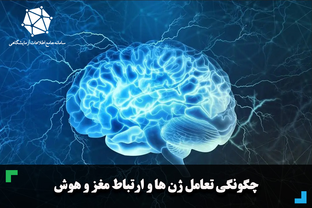 چگونگی تعامل ژن ها و ارتباط مغز و هوش