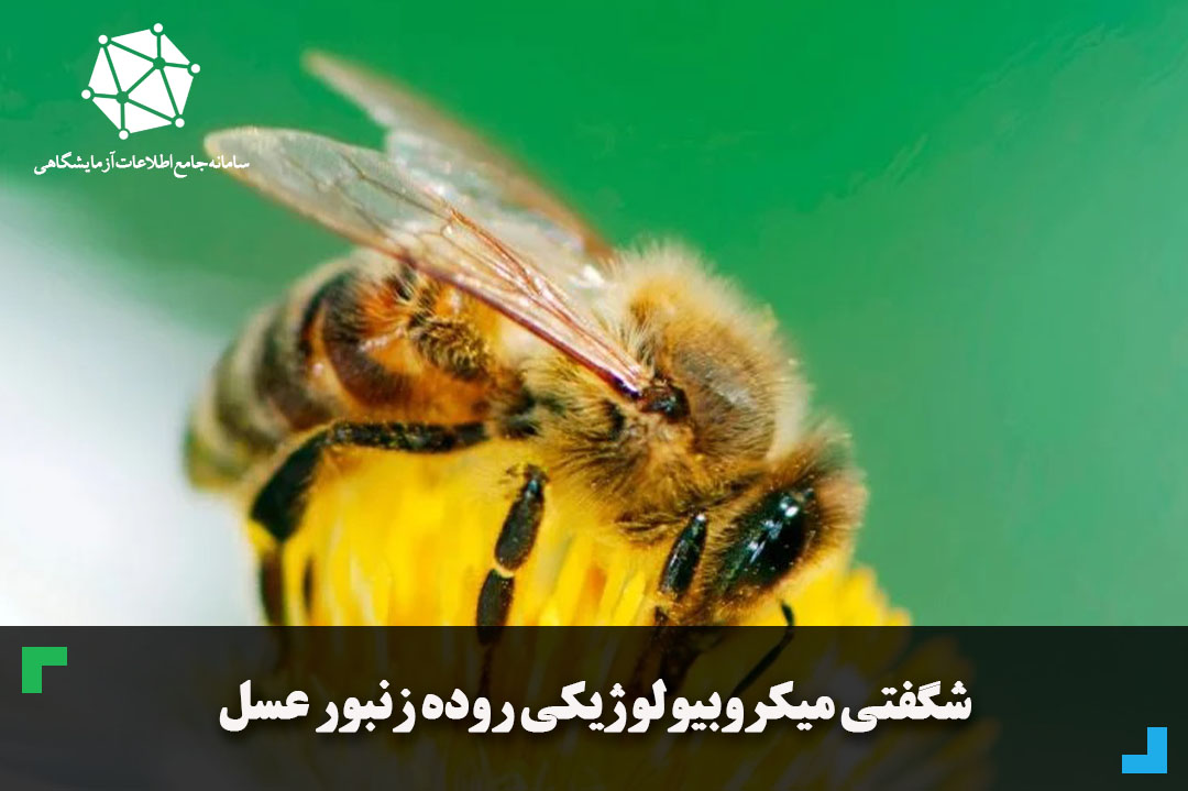 شگفتی میکروبیولوژیکی روده زنبور عسل