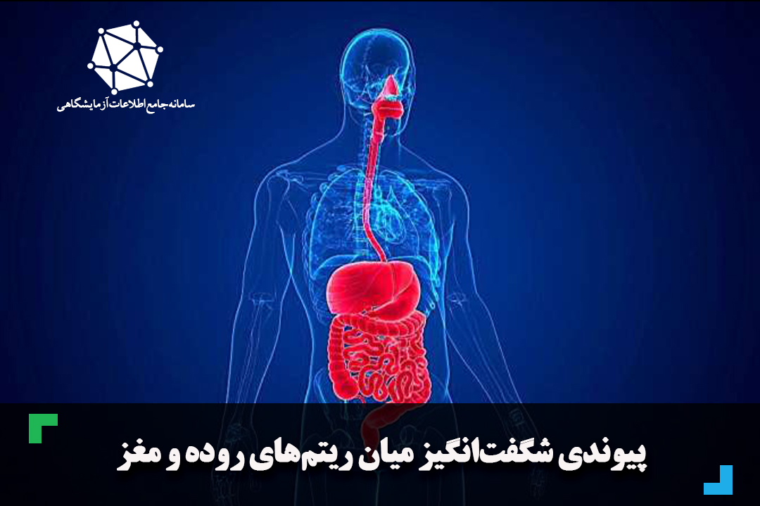 پیوندی شگفت‌انگیز میان ریتم‌های روده و مغز