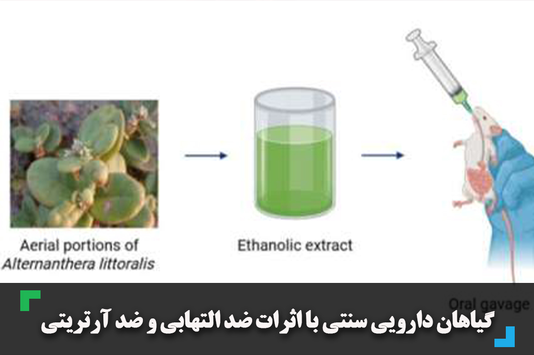 گیاهان دارویی سنتی با اثرات ضد التهابی و ضد آرتریتی
