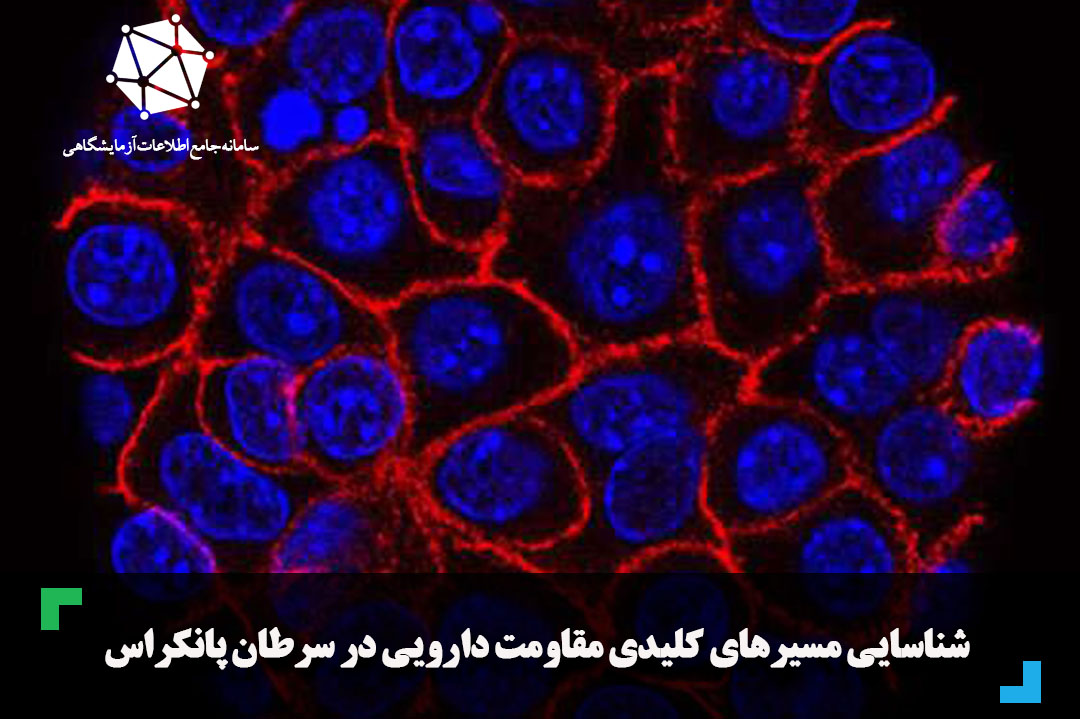 شناسایی مسیرهای کلیدی مقاومت دارویی در سرطان پانکراس