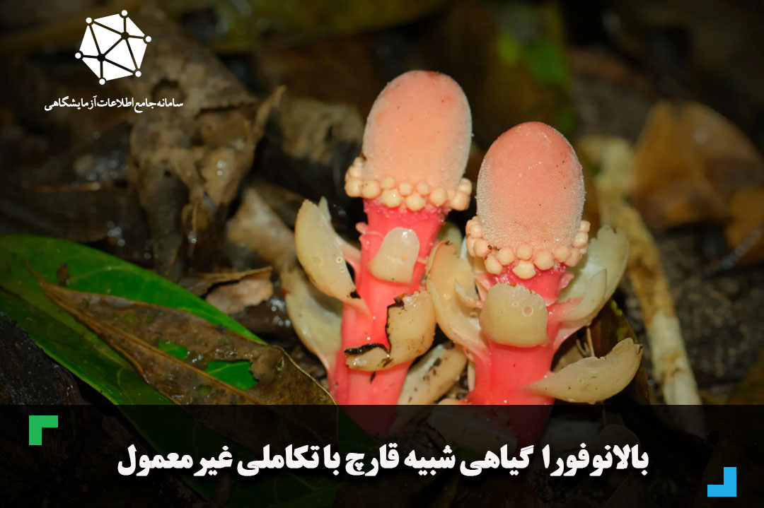 بالانوفورا گیاهی شبیه قارچ با تکاملی غیر معمول