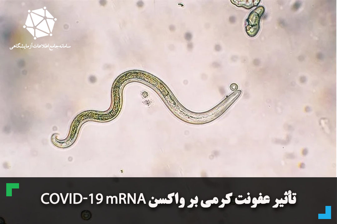 تأثیر عفونت کرمی بر واکسن COVID-19 mRNA