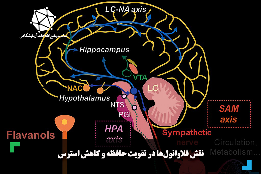 نقش فلاوانول‌ها در تقویت حافظه و کاهش استرس
