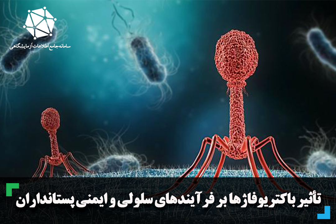 تأثیر باکتریوفاژها بر فرآیندهای سلولی و ایمنی پستانداران
