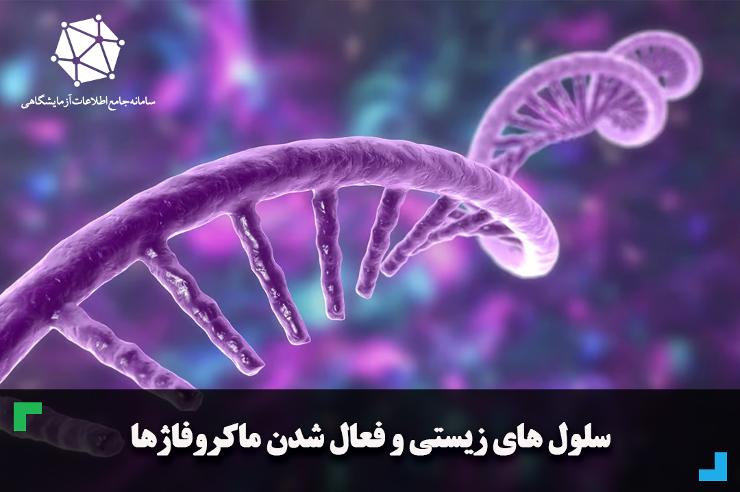 RNA های طولانی غیر کد کننده و فعال شدن ماکروفاژها