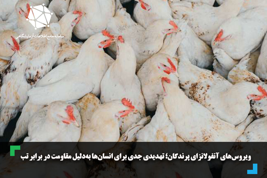 ویروس‌های آنفولانزای پرندگان؛ تهدیدی جدی برای انسان‌ها به‌دلیل مقاومت در برابر تب
