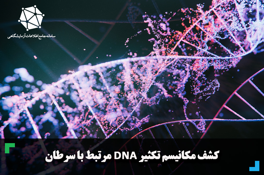 کشف مکانیسم تکثیر DNA مرتبط با سرطان