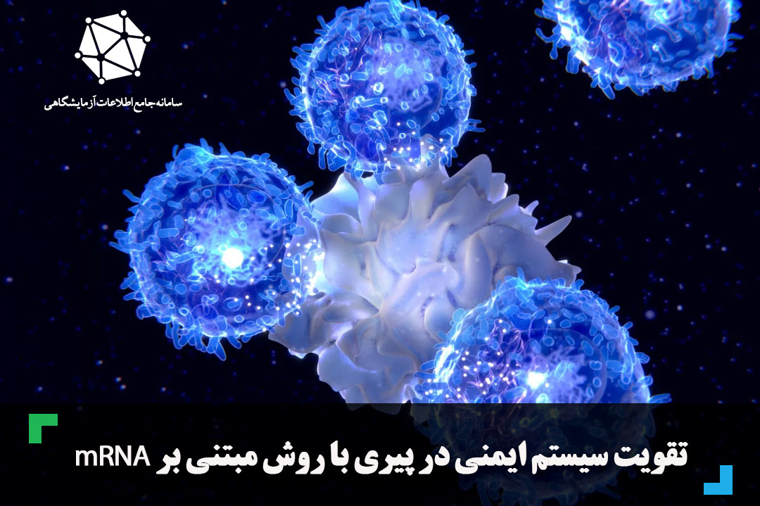 تقویت سیستم ایمنی در پیری با روش مبتنی بر mRNA