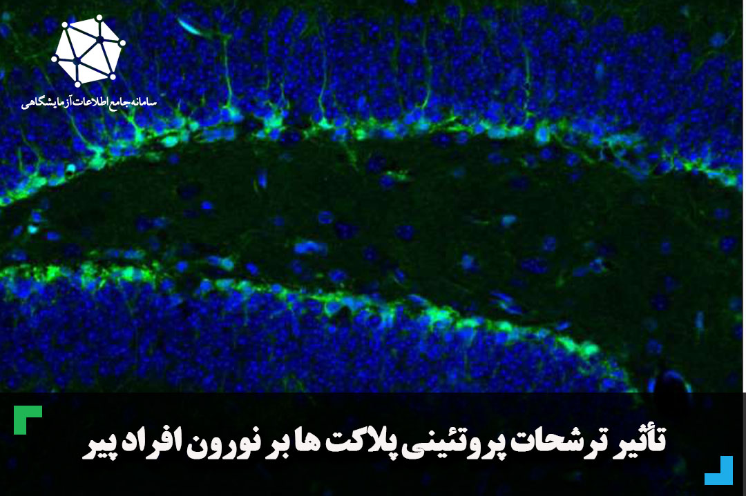 تأثیر ترشحات پروتئینی پلاکت ها بر نورون بر افراد پیر