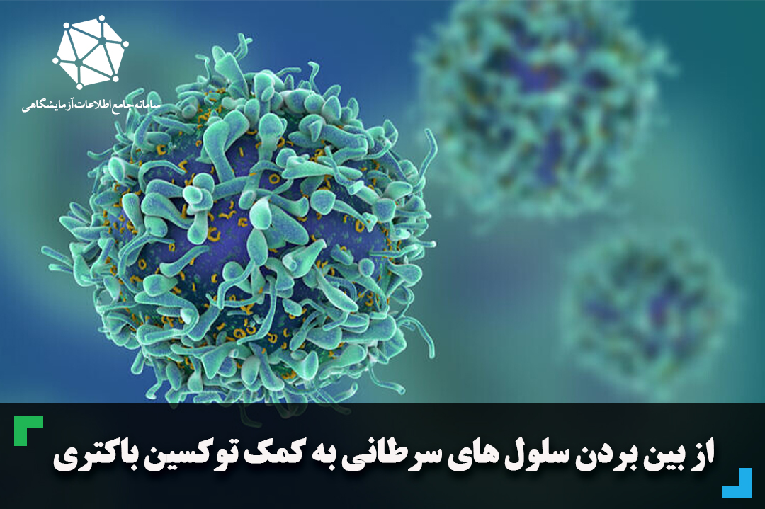 از بین بردن سلول های سرطانی به کمک توکسین باکتریایی