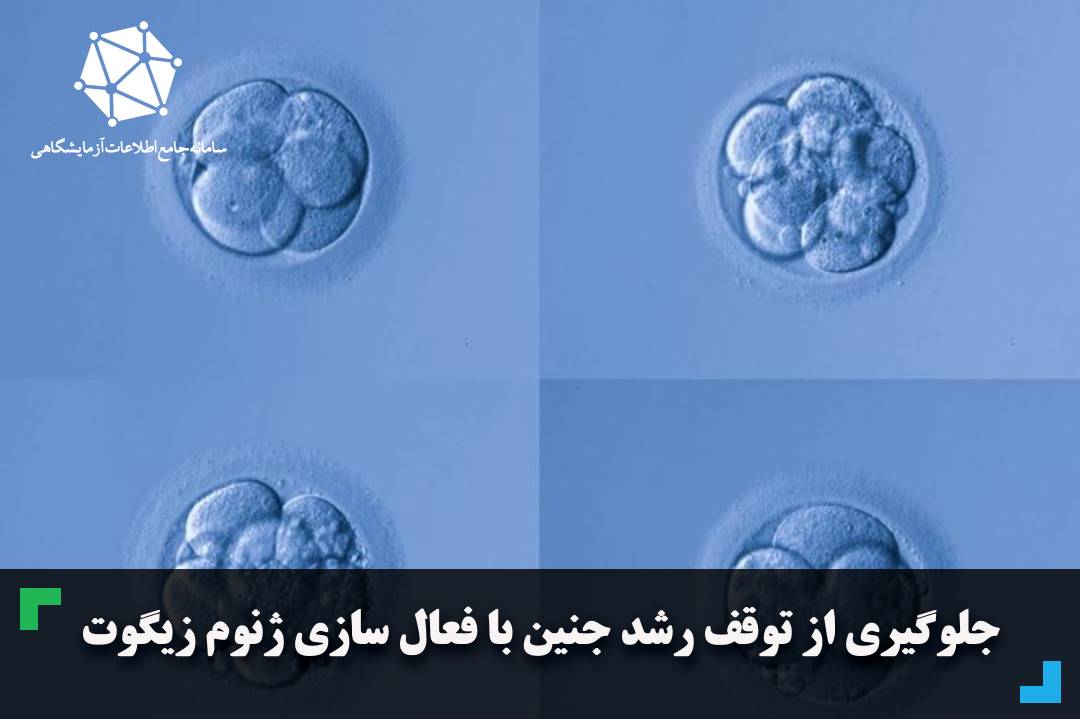 جلوگیری از توقف رشد جنین با فعال سازی ژنوم زیگوت